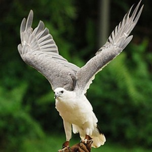 Aquila bianca 2